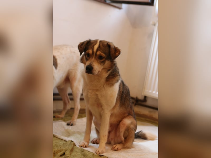 ⭐️TIMENTES⭐️, ganz charmante Hündin, 6 Jahre, 48 cm, Mischling, Tierschutz