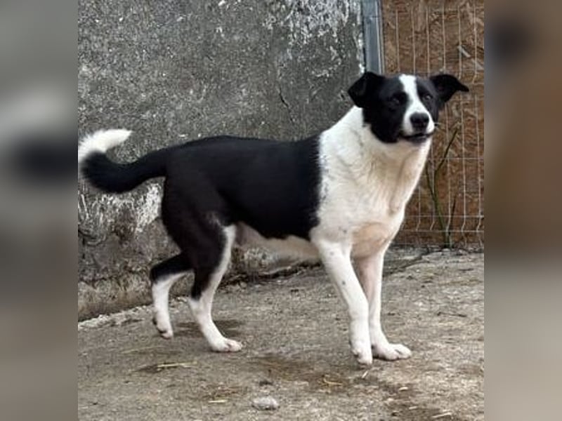 ⭐️PANDA⭐️, Rüde, 4 Jahre, 45 cm, Mischling, Tierschutz Rumänien