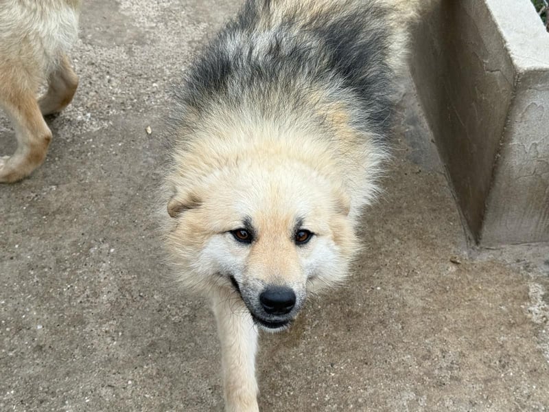 Hübsche Frieda sucht ihr Zuhause