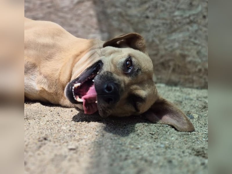 ⭐️MELINA⭐️ Traumhündin, 3,5 Jahre, 48 cm, Mischling, Tierschutz