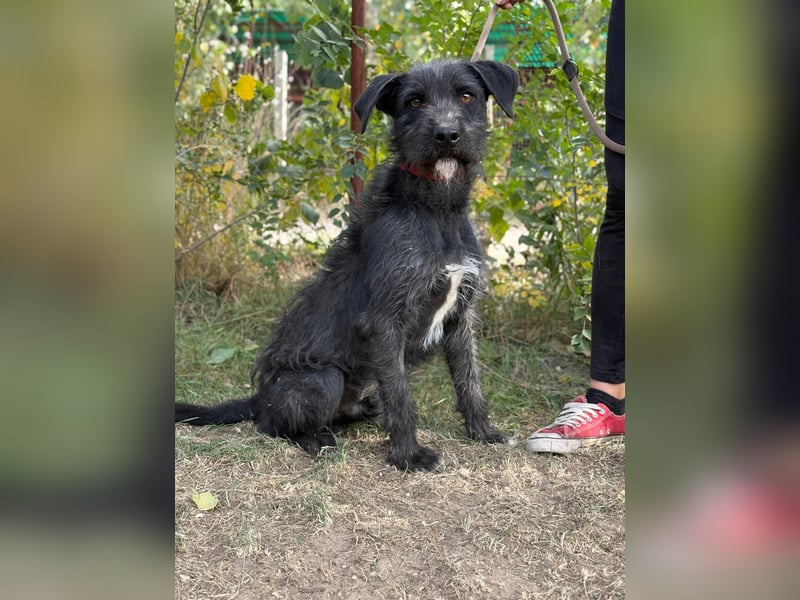 Leopold, fröhlicher, toller Hundemann