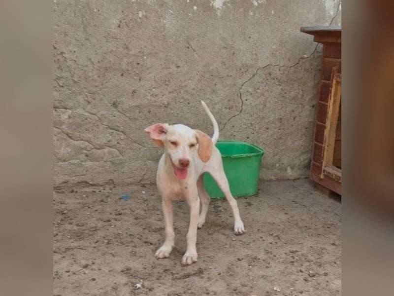 ⭐️KETURA⭐️, gut gelaunte Hündin, 8 Monate, im Wachstum, Mischling, Tierschutz