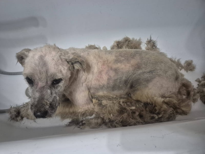 "Distelhündin" sucht ihr neues Zuhause