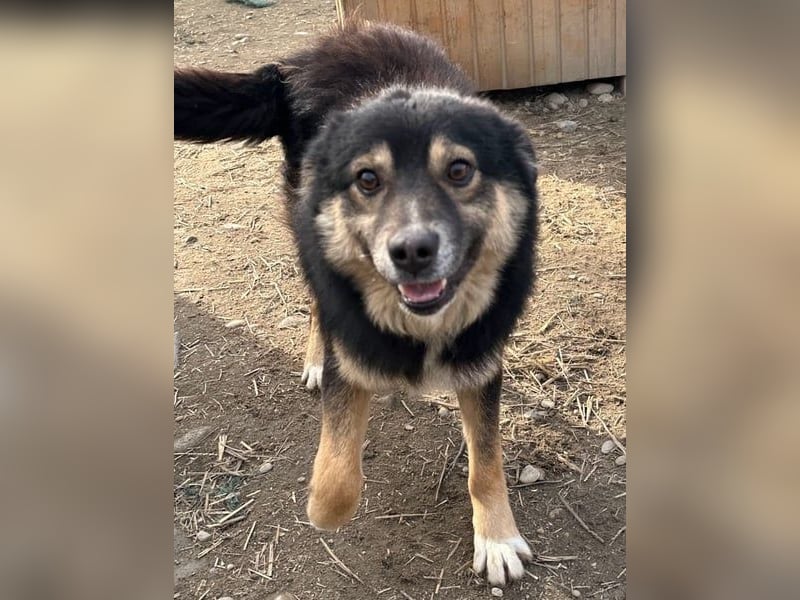 ⭐️SAERO⭐️toller Familienhund, Rüde, 4 Jahre, 46 cm, Mischling, Tierschutz