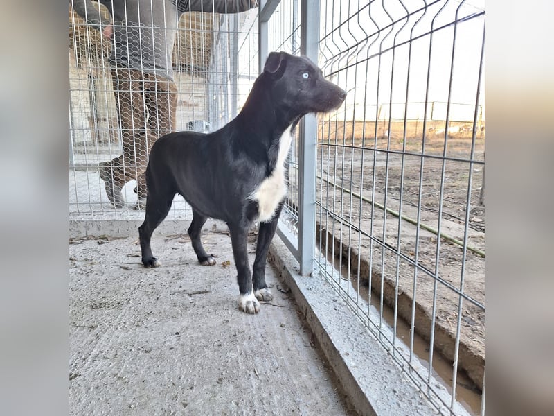 Huskymischling LUNA sucht ihr Zuhause