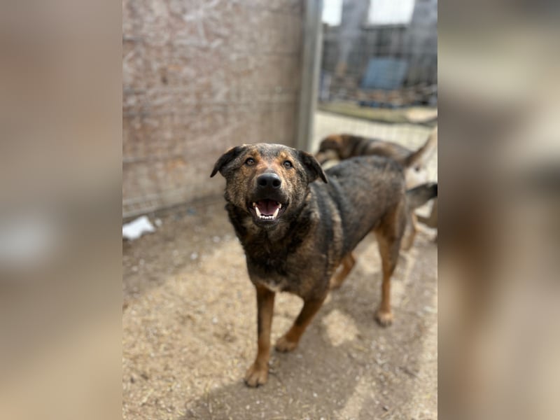 XORO, Goldstück, 1,5 Jahre, 50 cm, Mischling, Pflegestelle Hennef, Tierschutz Rumänien