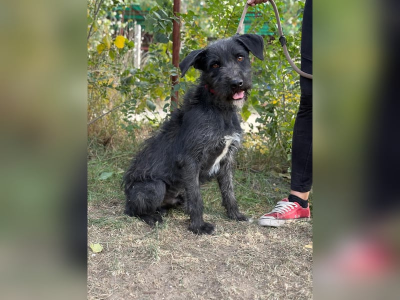 Leopold, fröhlicher, toller Hundemann