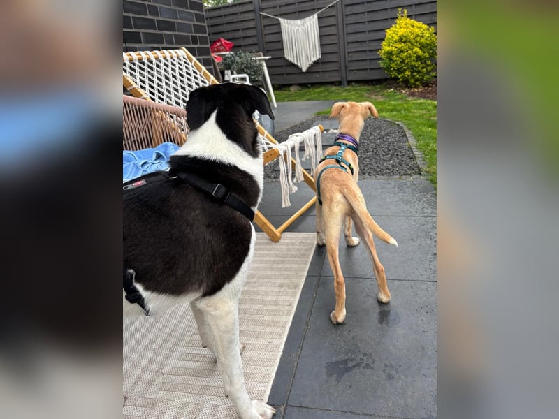 IBIZA, neugieriger Welpe, 3 Monate, 32 cm, Mischling, Tierschutz, Pflegestelle Bonn