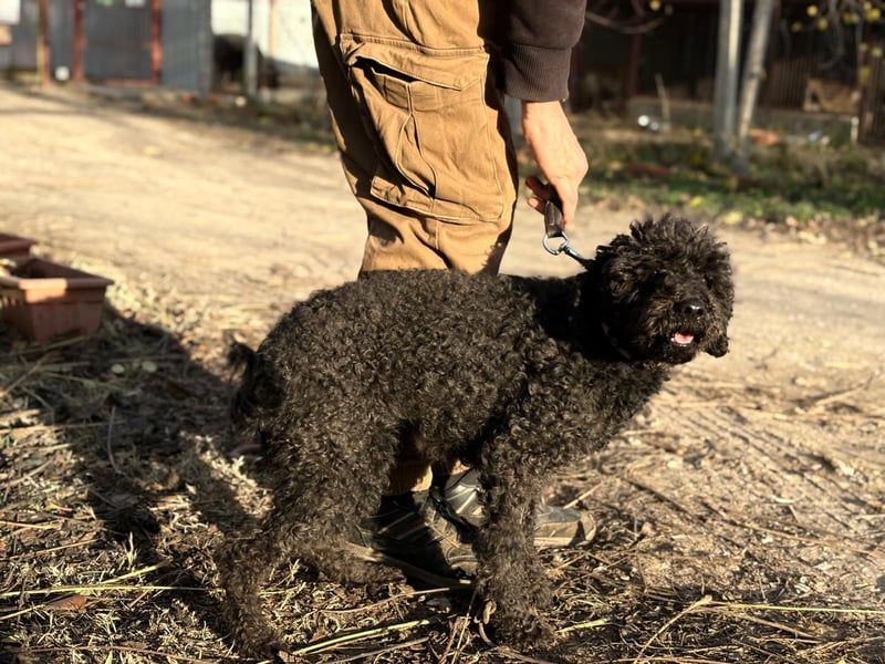 Felda - Sucht ihr Zuhause für immer!