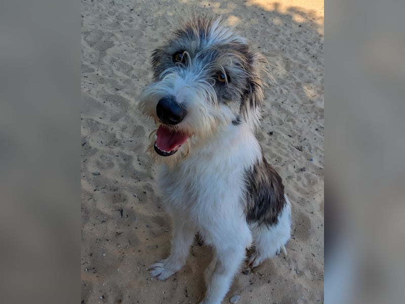 Liebenswerte Elva wartet in Portugal auf unserem Tierschutzhof!