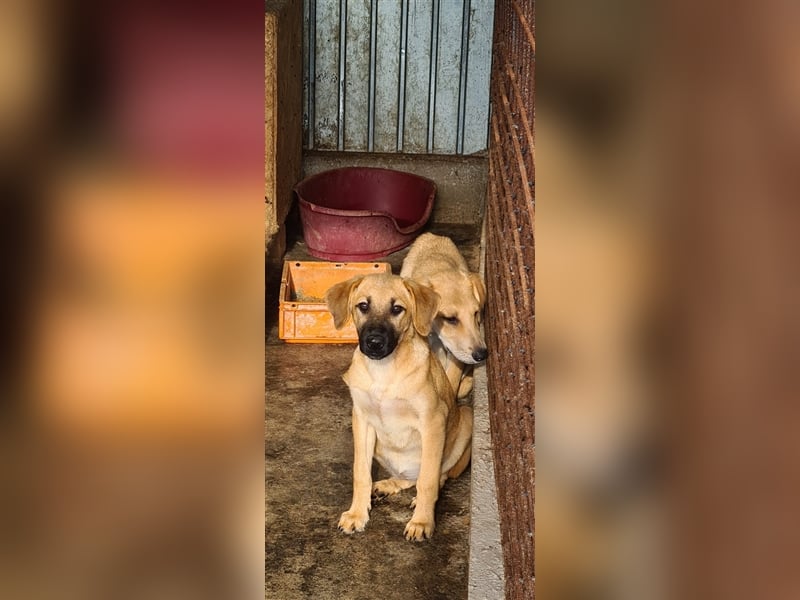 Schönheit Samira kennt noch nicht viel vom Hundeleben