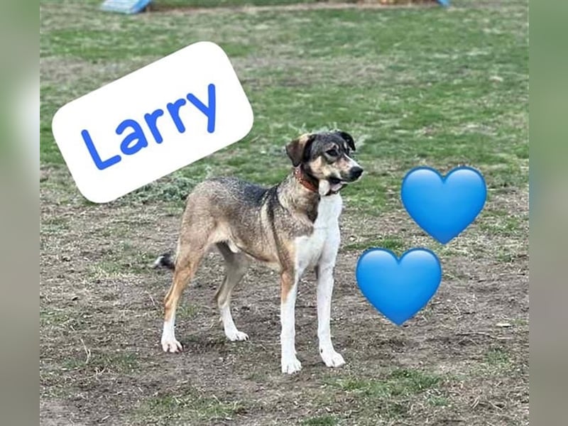 Rüde Larry ist ein prima Kerl. Er lebt in Rumänien bei der Ärztin die ihn gerettet hat