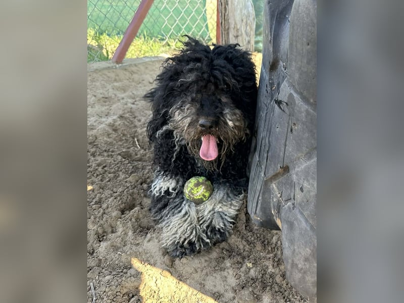Samu mit dem goldenen Herz