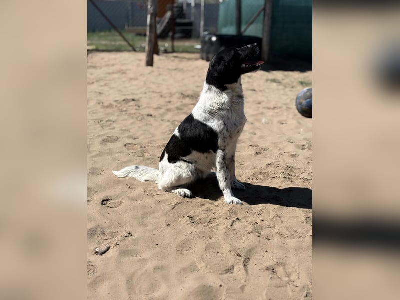 Gaston: Kleiner Reisender sucht Ziel