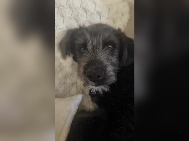 Buddy, auf Pflegestelle in Oberhausen