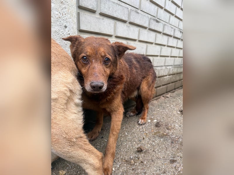 Karesz sucht Gnadenplatz