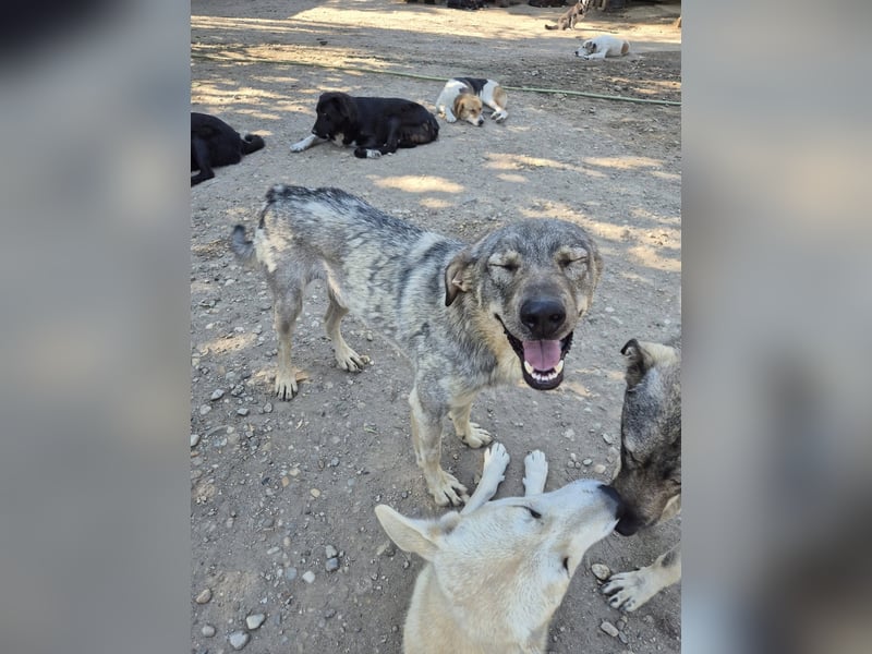 Traumrüde 080944 sucht sein eigenes Zuhause