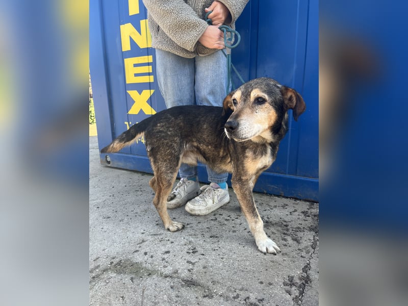 Akela möchte noch einmal Glück und Geborgenheit erleben