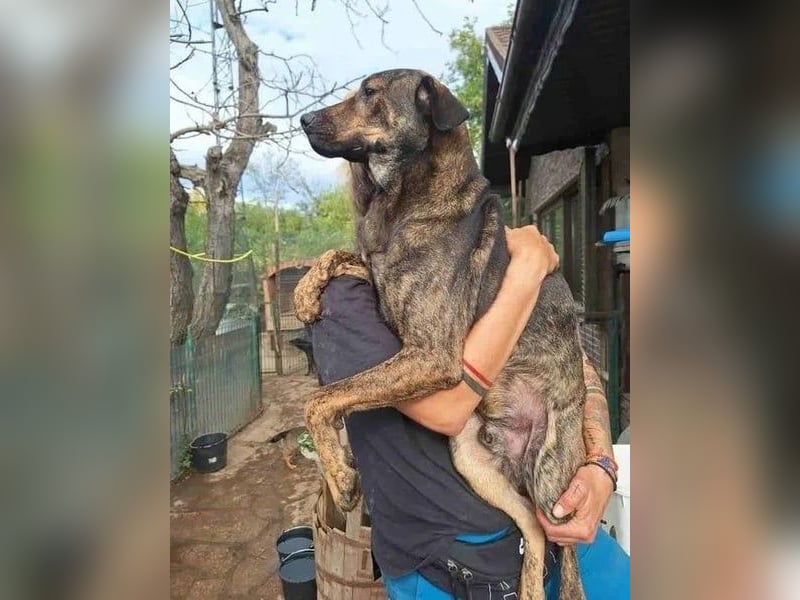 ⭐️ZICO⭐️, besonderes Seelchen, Rüde, 3,5 Jahre, 48 cm, Mischling, Tierschutz Rumänien