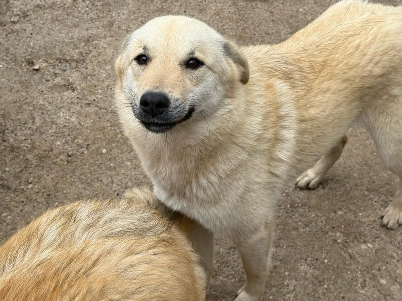 Hündin 028407 sucht ihr Zuhause