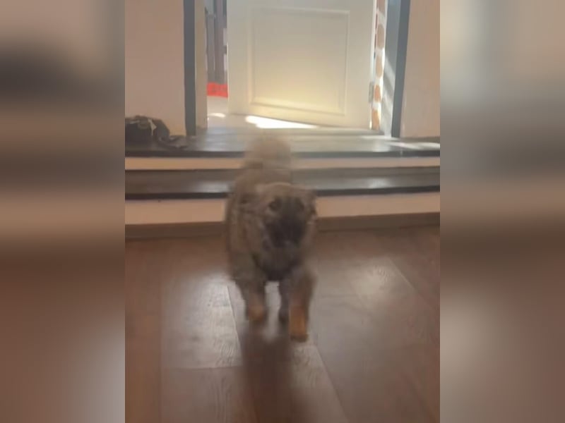 HEARTY, zuckersüßes Spielkind, 1 Jahr, 41 cm, Mischlingsmädchen, Tierschutz Rumänien