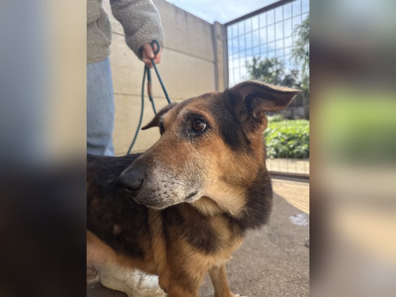 Gáspár, lieber und sensibler Rüde