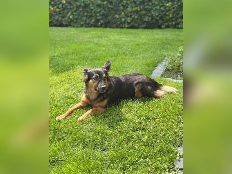 BRYNJA, sensible Angsthündin, 4 Jahre, 42 cm, Mischling, 48301 Nottuln, Tierschutz