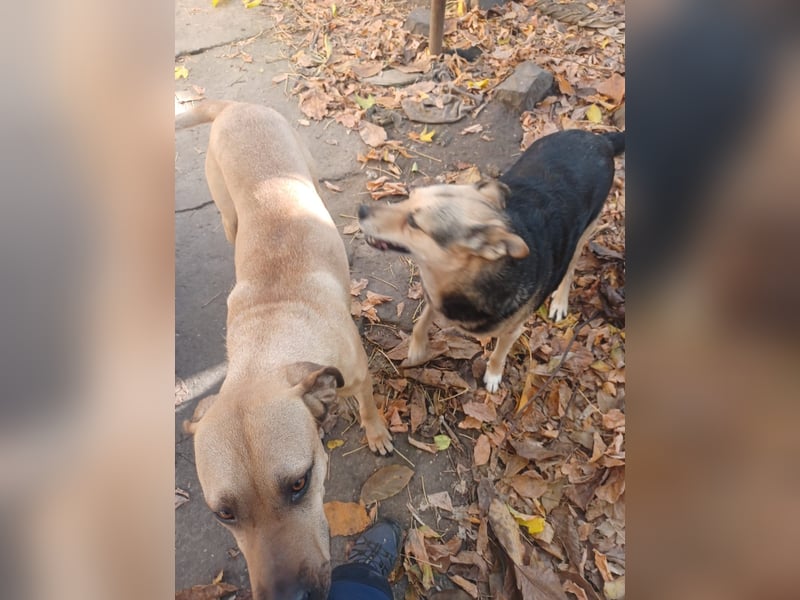Rocky, lieber Rüde, lebt im Rudel in Rumänien