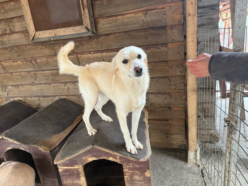 Junge Hündin Joyce stellt sich vor