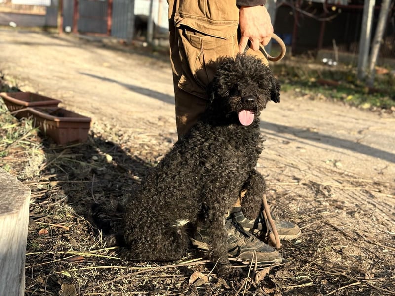 Felda - Sucht ihr Zuhause für immer!