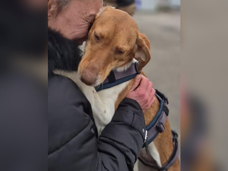 KATRA, Schmusebacke, 1 Jahr, 45 cm, Mischling, Tierschutz, Pflegestelle 57635
