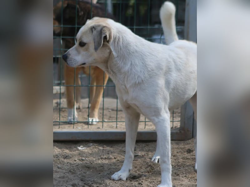 ⭐️CINDY⭐️, Hündin, 7,5 Jahre, 50 cm, Mischling, Tierschutz