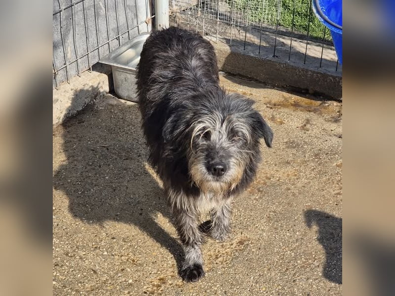 Hündin 080918 stellt sich vor