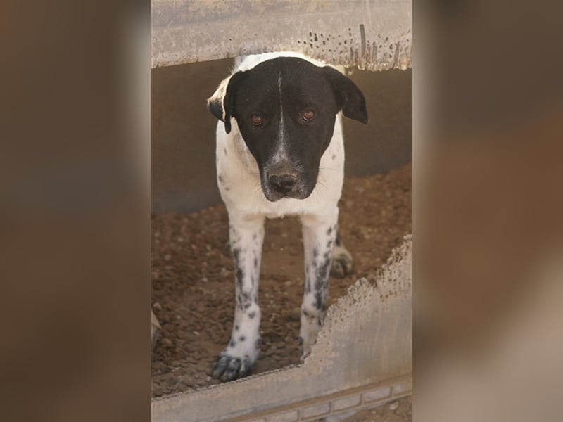 Yaska, geb. ca. 02/2022, lebt in GRIECHENLAND, im städt. Tierheim Serres