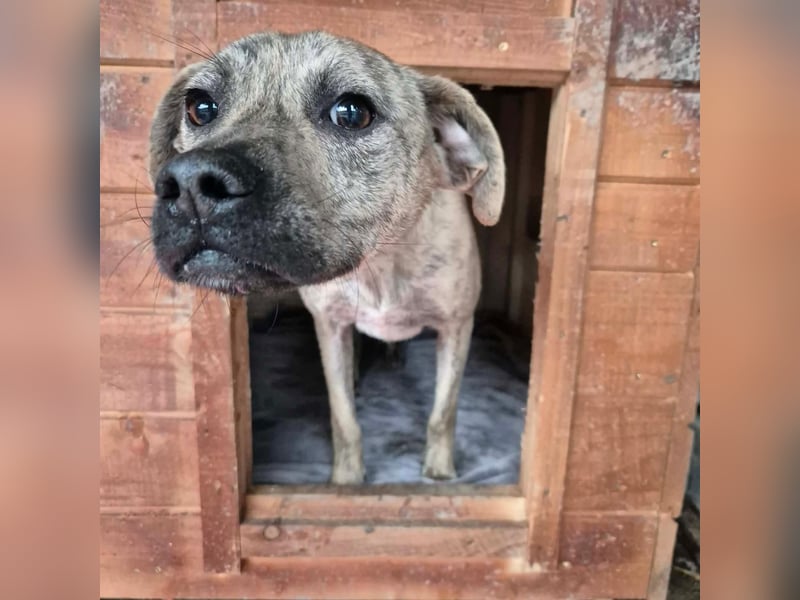 LIV, bedingungslose Liebe, 1 Jahr, 40 cm, Mischlingsmädchen, Tierschutz Rumänien, Pflegestelle 46359