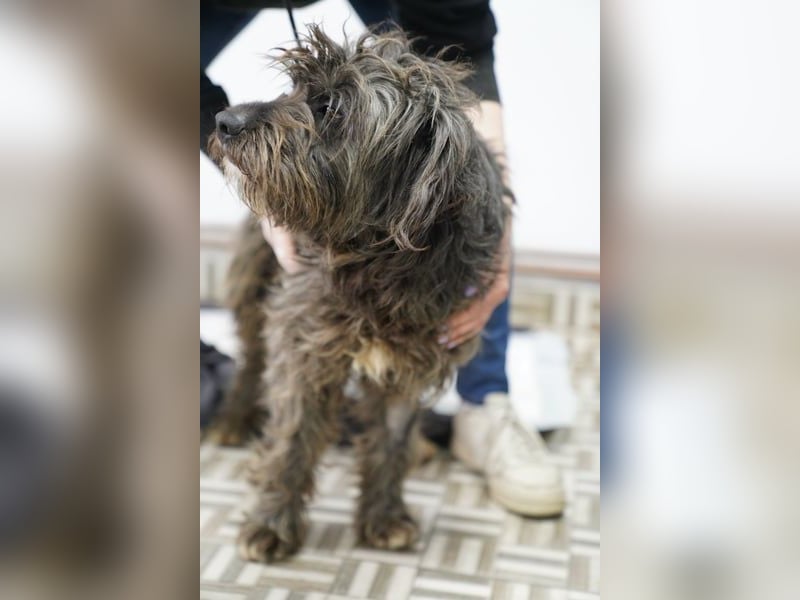 SPARTACUS, wunderbarer Wuschel, Rüde, 9 Monate, 46 cm, Mischling, Tierschutz Rumänien