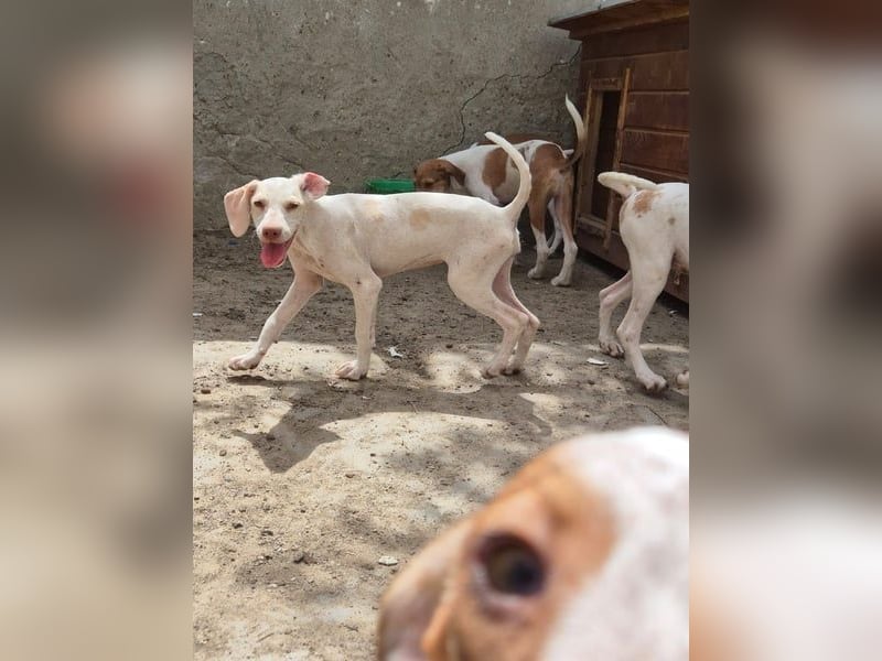 ⭐️KETURA⭐️, gut gelaunte Hündin, 8 Monate, im Wachstum, Mischling, Tierschutz
