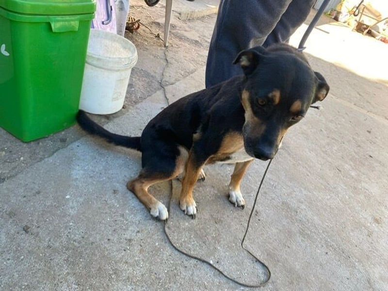 Hugi möchte geliebt werden