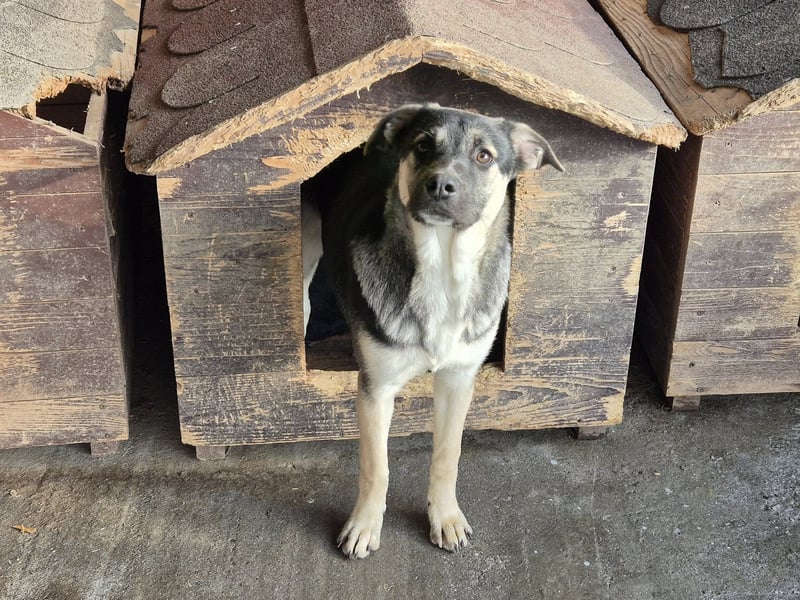 Hündin Gina sucht ihr eigenes Zuhause
