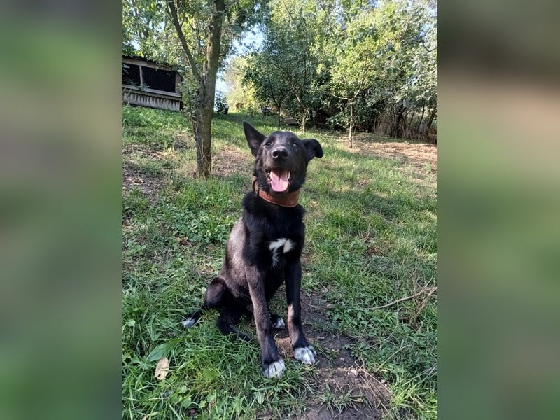 Blacky Tietschutzhund sucht ein Zuhause