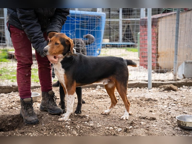 Arlo - Ein besonderer Kämpfer sucht sein Zuhause!
