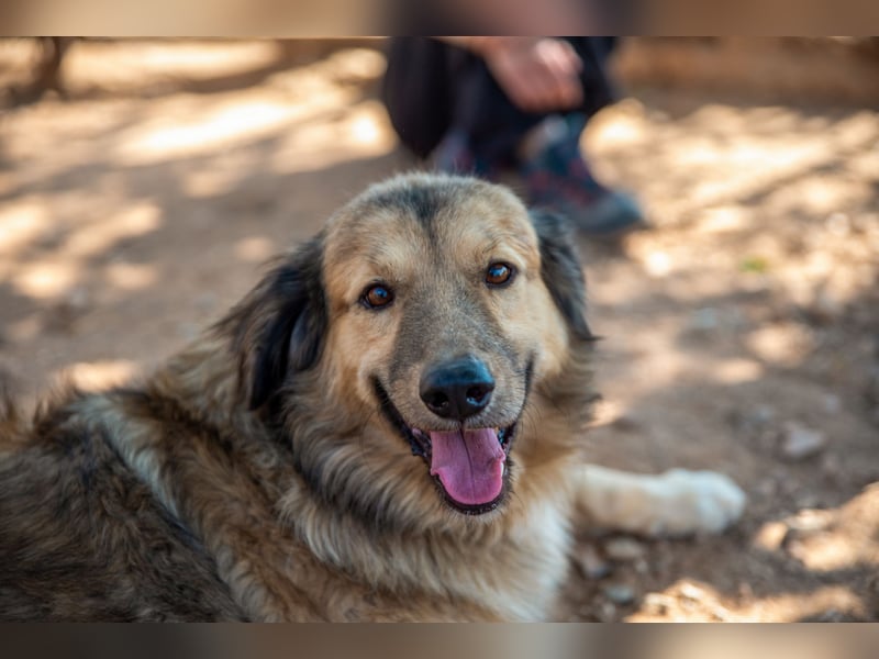 Ringo - der Charmeur