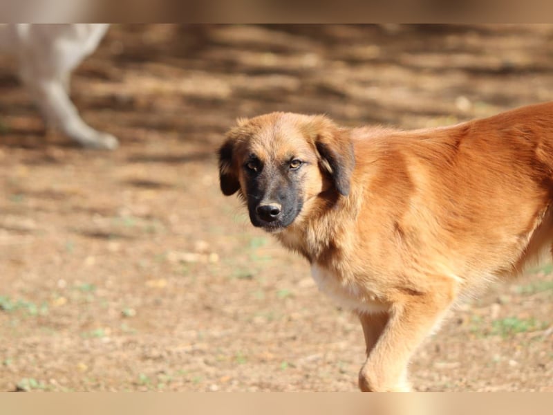 Akis - Ein Hundejunge zum Verlieben