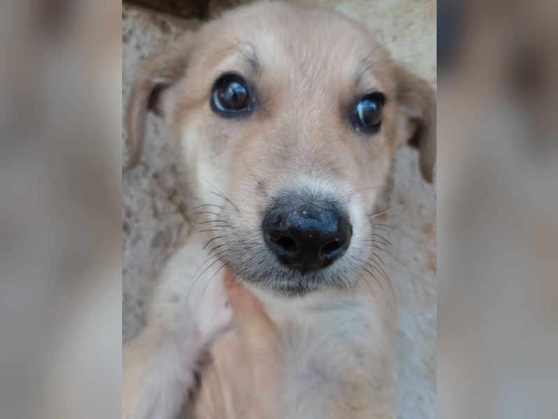 Simpa - gerettet von der Mülldeponie