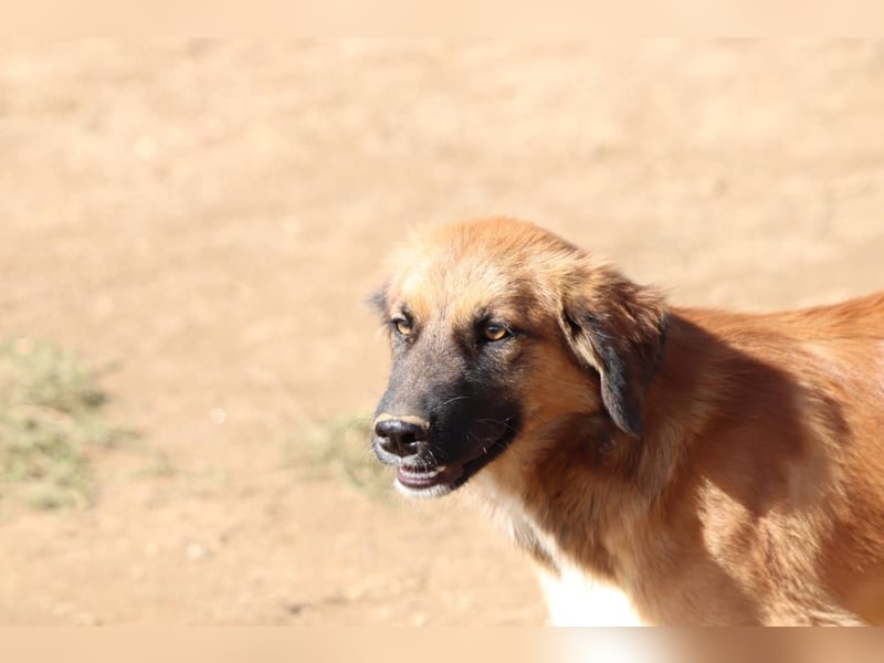 Akis - Ein Hundejunge zum Verlieben