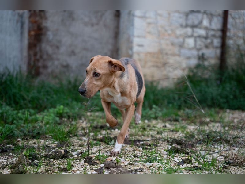 Koda - sanft und liebevoll