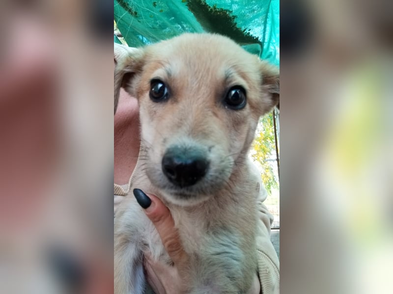 Simpa - gerettet von der Mülldeponie