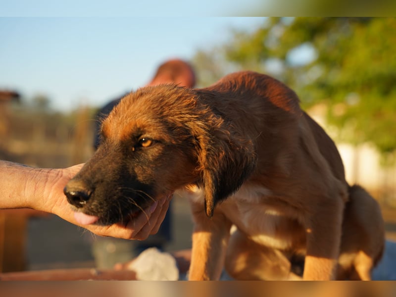 Akis - Ein Hundejunge zum Verlieben