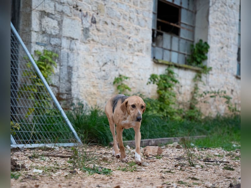 Koda - sanft und liebevoll