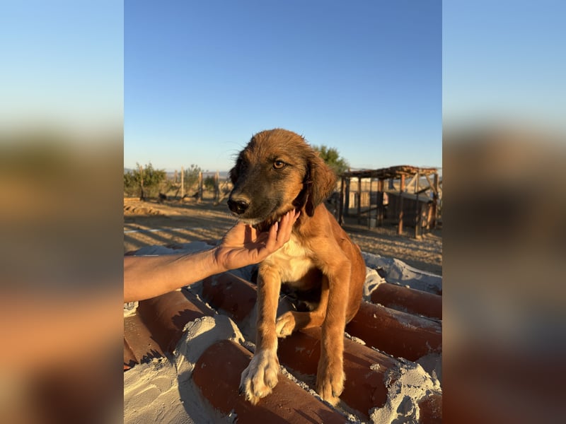 Akis - Ein Hundejunge zum Verlieben